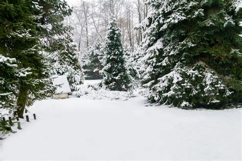 Kostenlose Foto Baum Natur Wald Ast Schnee Winter Wei Frost