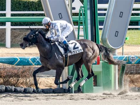 【画像】【中山6r新馬戦結果】ロ ドカナロア産駒の牝馬ラヴェリテが圧勝デビュ ライブドアニュース