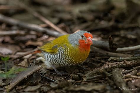 Green Winged Pytilia Melba Finch Pytilia Melba A Flickr