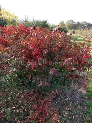 Euonymus Alatus Blade Runner