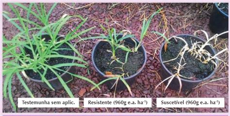 Manejo De Resist Ncia Da Daninha Capim P De Galinha Revista Cultivar