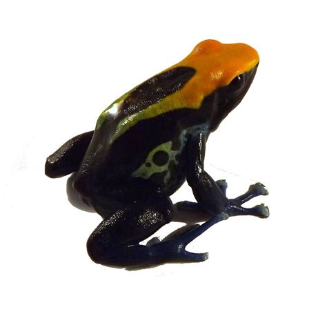 Dendrobates Tinctorius Brazilian Yellow Head Captive Bred Dyeing