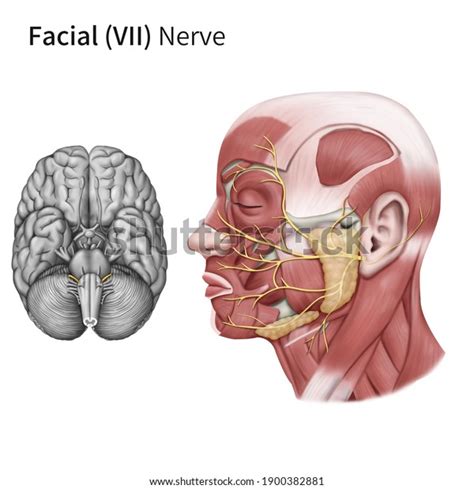 662 Facial Nerve Anatomy Images, Stock Photos & Vectors | Shutterstock