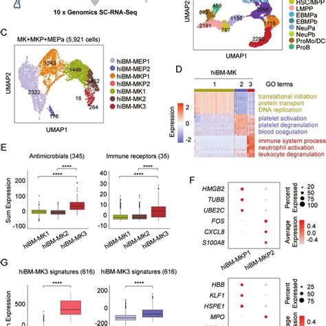 Single Cell Profiling Of Human MKs From Native Bone Marrow A