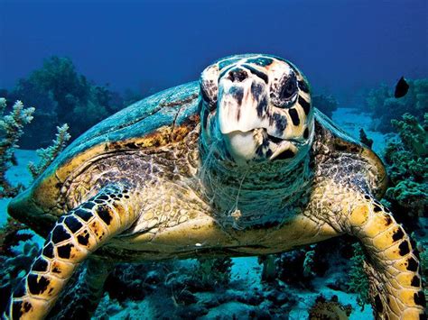 Hawksbill sea turtle - Alchetron, The Free Social Encyclopedia