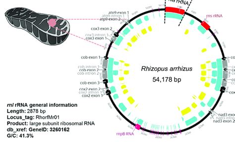 Location Of The Rnl Gene A Large Subunit Of The Ribosomal Rna In The