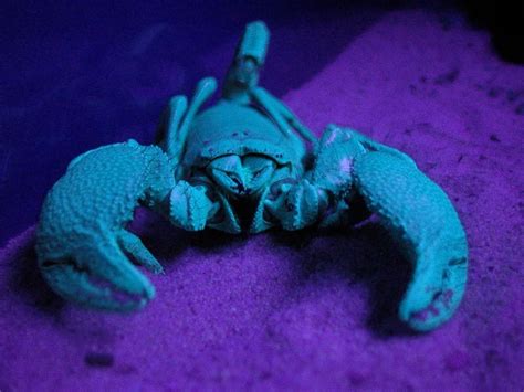 Scorpion Under Ultraviolet Light Naked Scientists