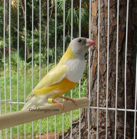 Yellow Back Lady Gouldian Finch The Gouldian Guy Gouldian Finches