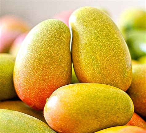 Indian Mangoes In Usa Babs Marian