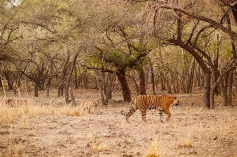 Tigre En El H Bitat Natural Tigre Macho Caminando Cabeza En Composici N