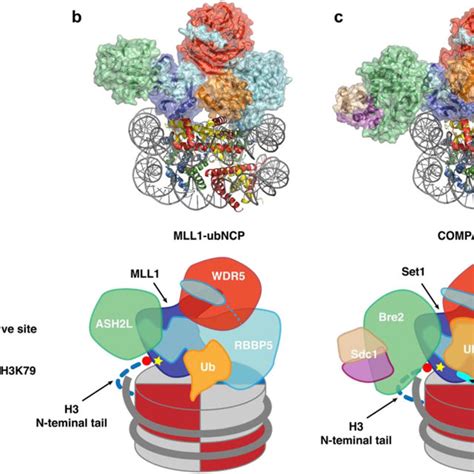 Overview Of The Structural Basis For Crosstalk Between H2Bub1 And H3