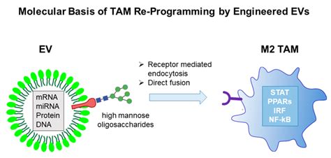 Mannose Receptor