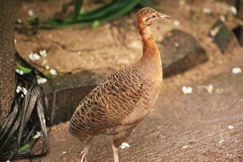 Animais Do Pampa Aves Mam Feros Anf Bios E R Pteis