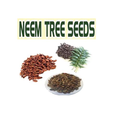 Neem Tree Seeds Azadirachta Indica Seed Neem Seed Azadirachta Indica