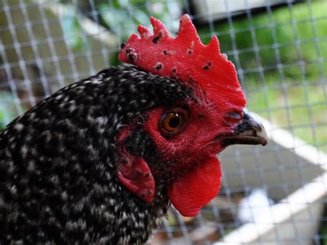 Most Common Poultry Diseases Symptoms And Treatment Safli