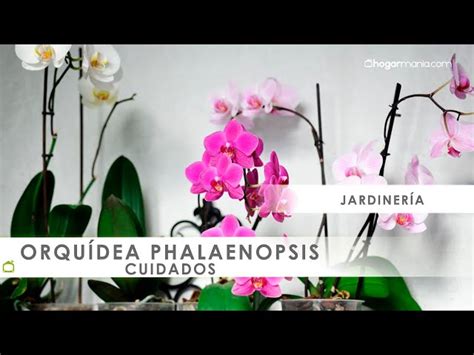 Cultivar Orqu Dea Phalaenopsis Blanca Cuidados Y Caracter Sticas