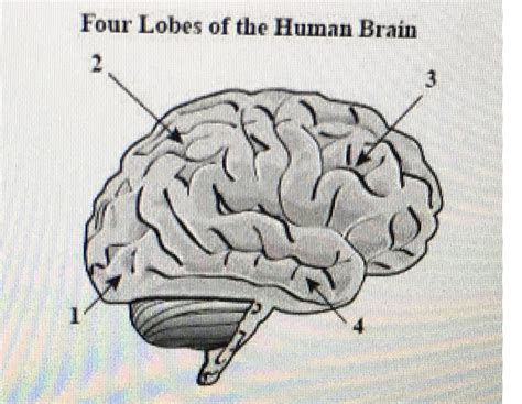 Human Brain Diagram Quizlet