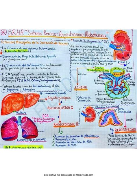 Sistema Renina Angiotensina Aldosterona Udocz