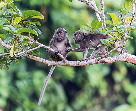 The Theatrics Of Great Nicobar Island Life