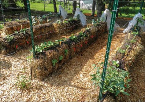 Vegetable Gardening For Beginners The Basics Of Planting Straw Bale