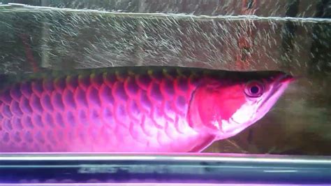 Super Red Arowana Tanning Update Youtube