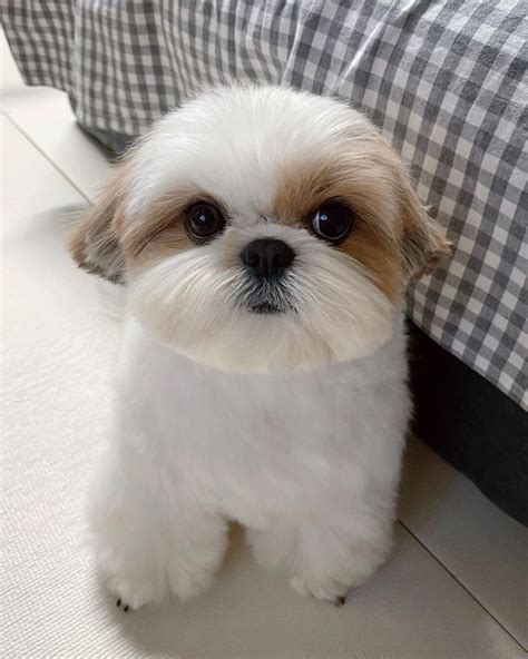 Shih Tzu Haircuts 24 Hairstyle Ideas For Your Pet Artofit