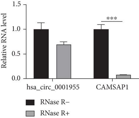 Characterization Of Hsa Circ 0001955 In CRC A And B QRT PCR Detect