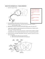 Spinal Cord And Spinal Nerve Worksheet Docx Spinal Cord And Spinal