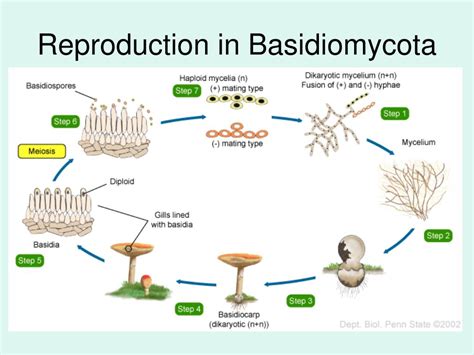 Basidiomycota Reproduction