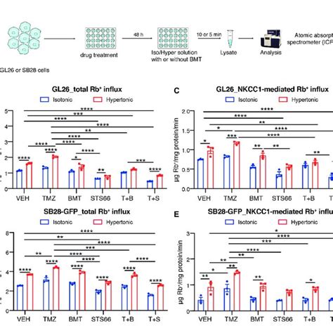 Sts66 Reduced Activation Of Wnk1 Spakosr1 Nkcc1 Cascade In Cultured