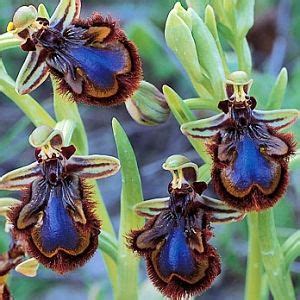 Orchids That Look Like Bees