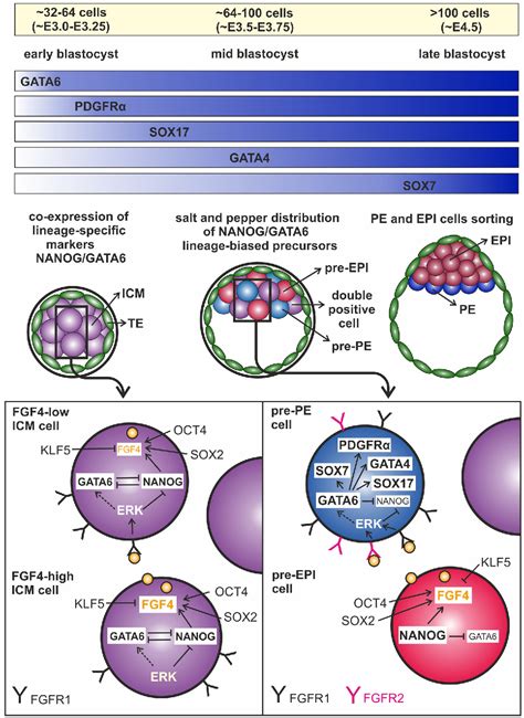 Figure 2 From Fgferk Signaling Pathway How It Operates In Mammalian Preimplantation Embryos