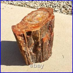 Beautiful Polished Arizona Rainbow Petrified Wood Stump Log Petrified