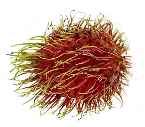 Rambutan Exotic Fruit Stock Photo Image Of Sweet Exotic 7246508