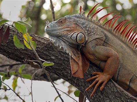 Florida Green Iguana