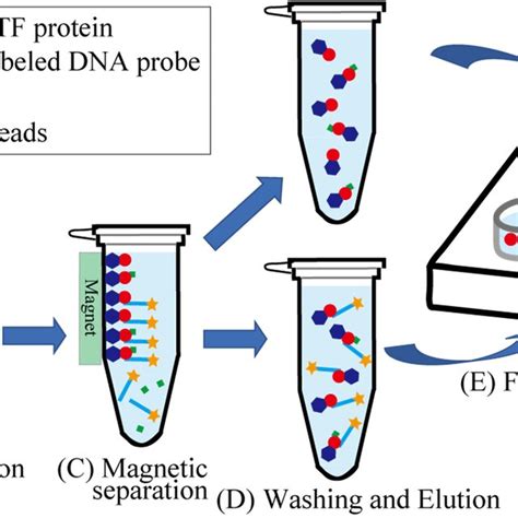 Magnetic Bead Assay For The Detection Of Promoter Dna And Transcription Download Scientific