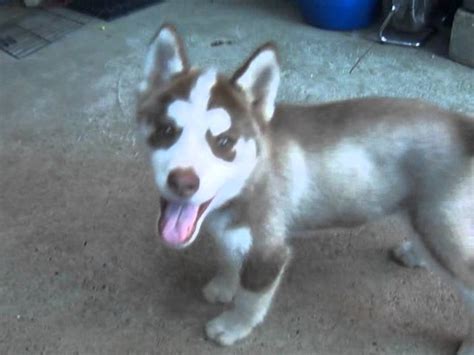 Shih Tzu Siberian Husky Mix