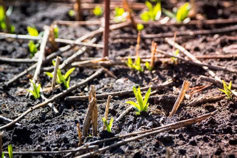 Creeping Phlox Seeds: Plant and Grow This Flowering Ground Cover! - A-Z Animals