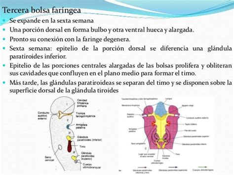 Arcos Faringeos Y Paladar Hendido