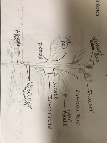 Bio Lab Exams Flashcards Quizlet