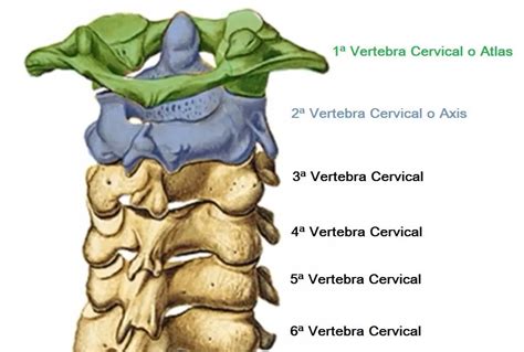 Anatom A De La Articulaci N Atlantoaxoidea Homo Medicus