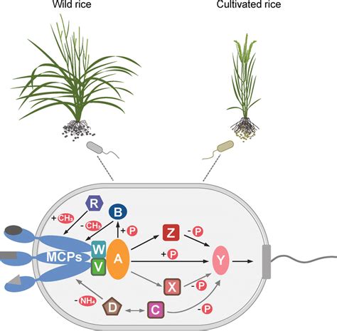 A Model Of Signal Transduction In The Chemotaxis Systems In The