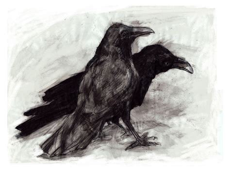 Mark Michelon Drawings: ravens smart birds