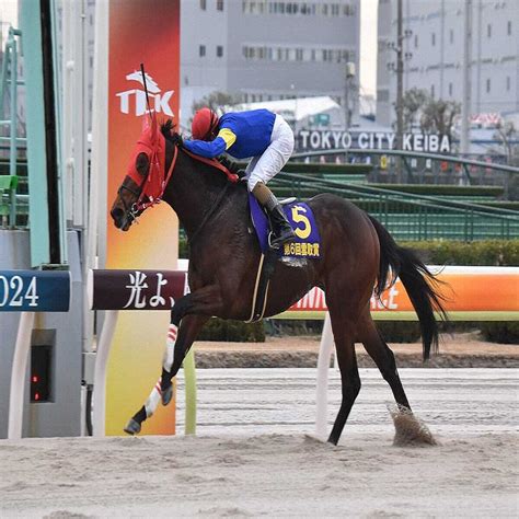 【羽田盃】和田竜が騎乗予定のブルーサン、白毛馬アマンテビアンコなどjra10頭登録 2024年4月7日掲載 ライブドアニュース