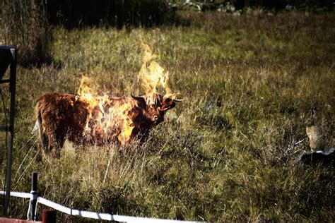 Burning Cow What Happens In Ostrobothnia Michaela Andtbacka Flickr