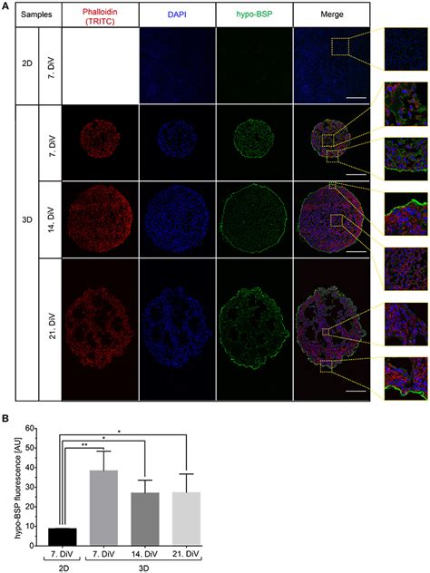 Frontiers Bone Sialoprotein Shows Enhanced Expression In Early High