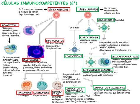 INMUNOLOGÍA 2 bachillerato biología y ciencias de la tierra y del