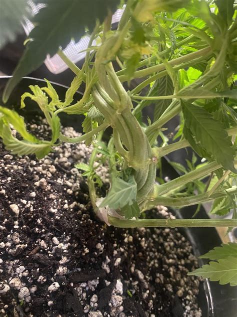 bunch  branches twisted   form  super branch