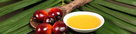The Importance Of Organic Palm Oil As Industry Grows Palm Done Right