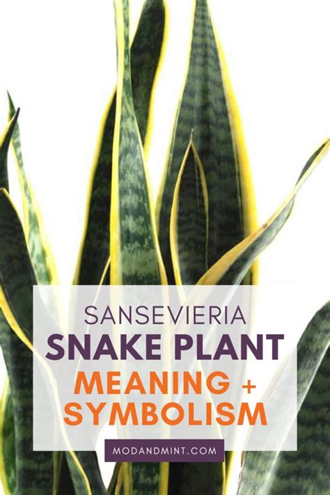 Sansevieria Snake Plant Spiritual Meaning And Symbolism